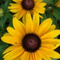 Rudbeckia hirta 'Corona'